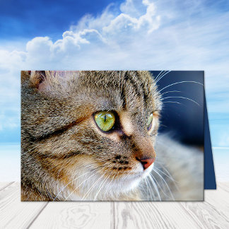 Votre Photo Cat Condresse La Carte De Voeux Sympat