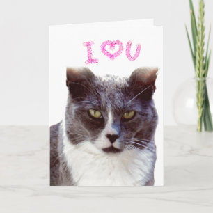 Vous Aimez Valentine De Votre Carte De Voeux Chat