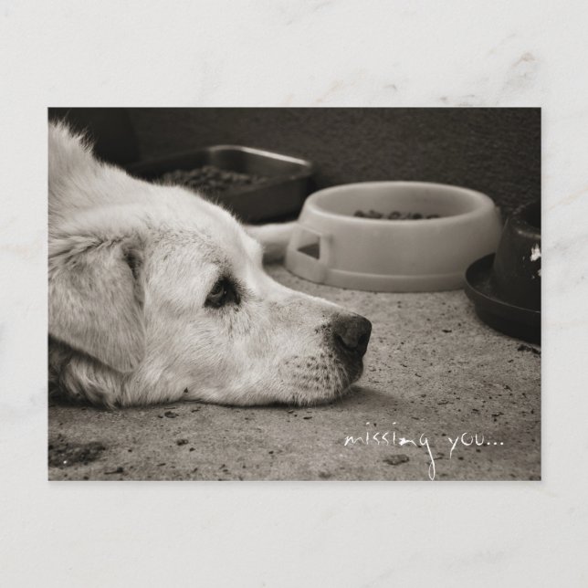 Vous avez manqué - Carte postale (Devant)