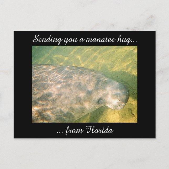 Vous envoyer un Hug Manatee de Floride carte posta (Devant)