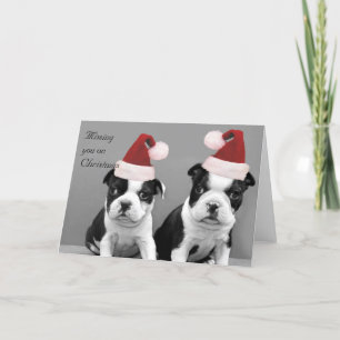 Vous manquer sur la carte de terriers de Boston de