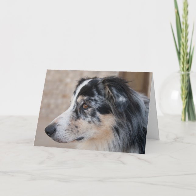 Vous manquez Australian Shepherd modèle de photo (Devant)