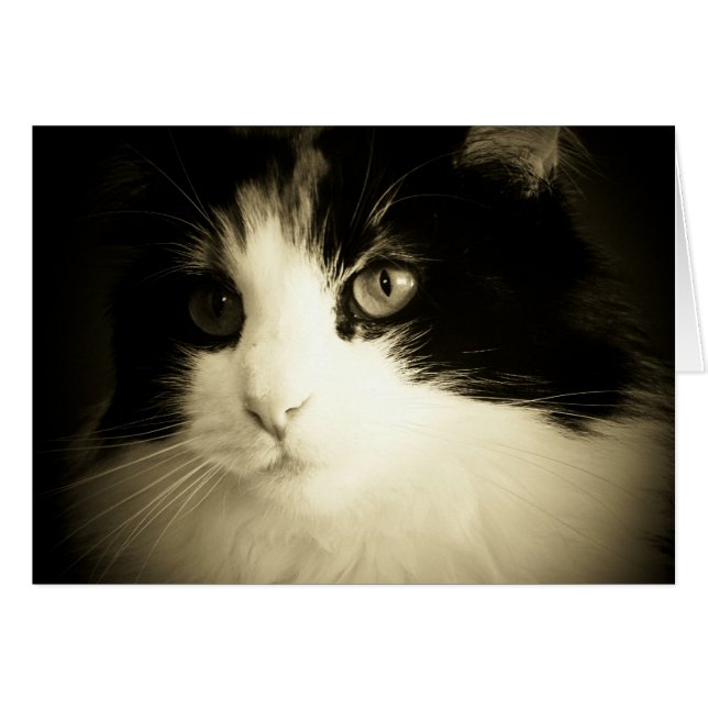 Vous m'avez eu à la carte de Meow (Devant horizontal)