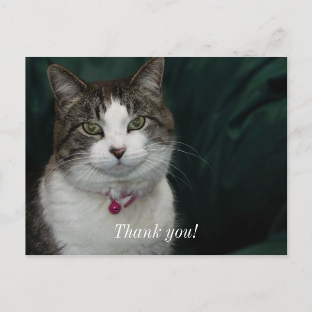 Vous me regardez, je vous regarde Carte postale de (Devant)