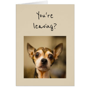 Vous partez ? Noooo ! Chien de chiwawa d'amusement