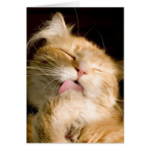Vous Pensant Chat Maine Coon Se Faisant Belle Phot