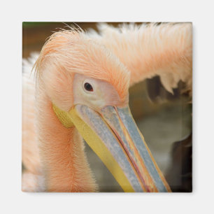 Vous regarder Magnet pélican