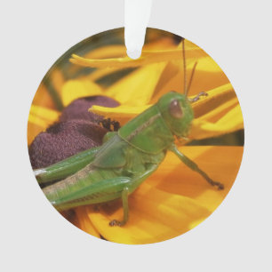 Vous regardez ici - Grasshopper