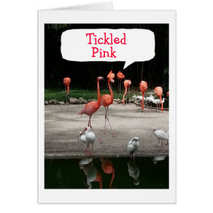 **VOUS RETRAITEZ" LES FLAMANTS ROSES SONT "BILLARD