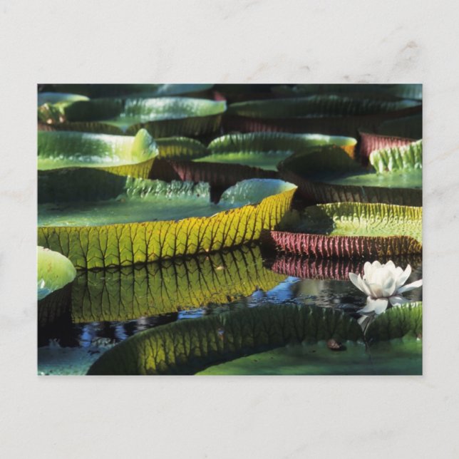 Voyage collection carte postale 7 (Devant)