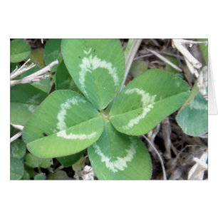 Vraie photo vivante de trèfle de 4 feuilles