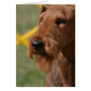 Vraiment mignonne Airedale Terrier
