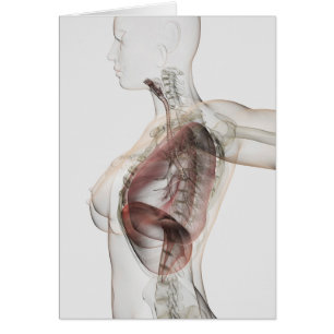 vue 3D de l'appareil respiratoire femelle 2