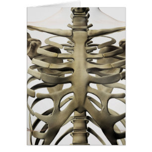 Vue 3D Du Sternum Féminin Et De La Cage De Rib