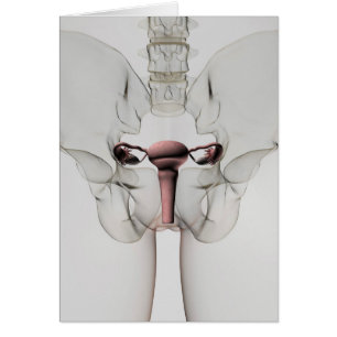 Vue 3D Du Système De Reproduction Féminin