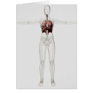 Vue 3D Du Système Respiratoire Féminin