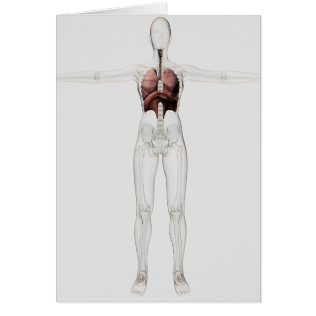 Vue 3D Du Système Respiratoire Féminin (Devant)