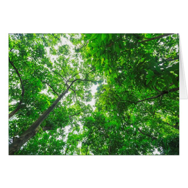 Vue ascendante d'arbres (Devant horizontal)