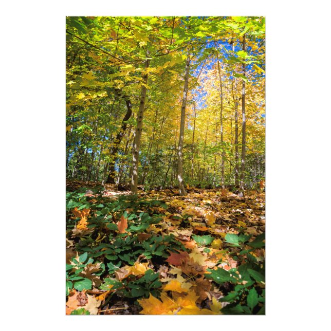 Vue colorée de Central Park Photo Imprimer (Devant)