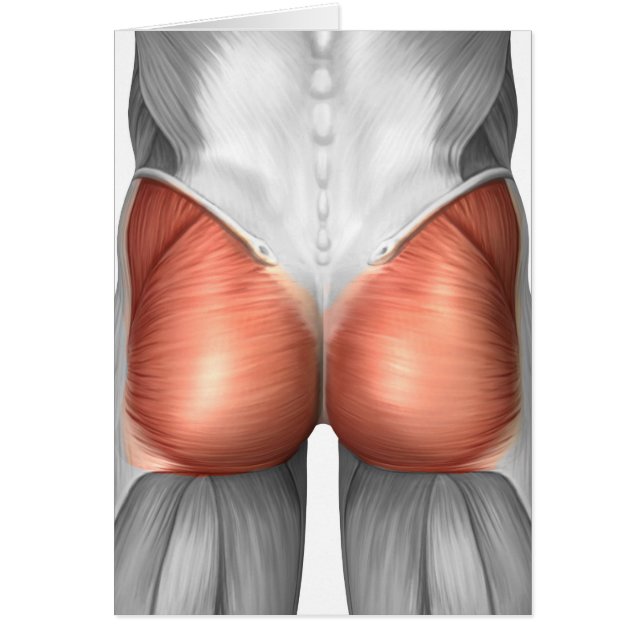 Vue Complète Des Muscles Gluteaux Humains (Devant)