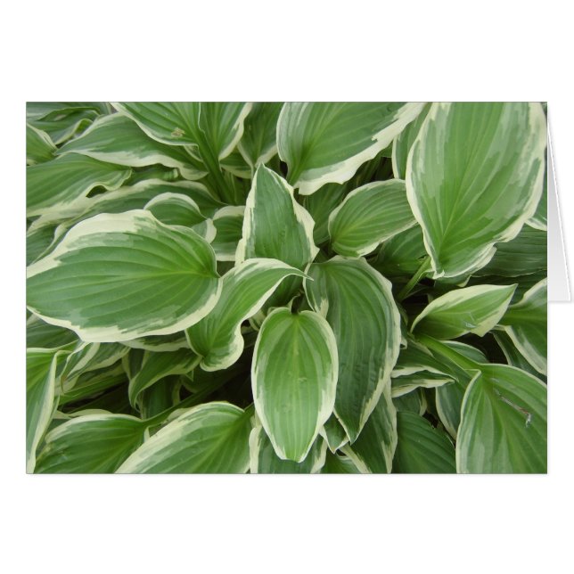 VUE DE LA DE HOSTA (Devant horizontal)
