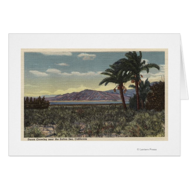 Vue des dattes Growing près de la mer de Salton (Devant horizontal)