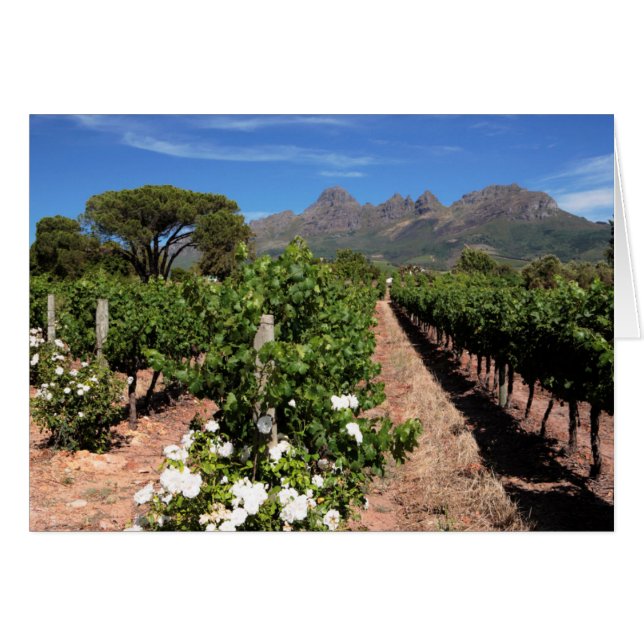 Vue des vignobles. Stellenbosch (Devant horizontal)