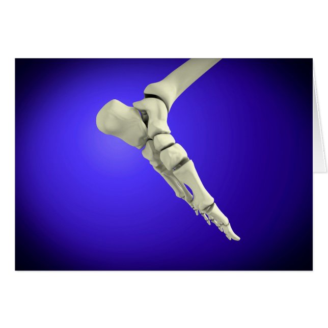 Vue En Rayon X Du Pied Humain 2 (Devant horizontal)