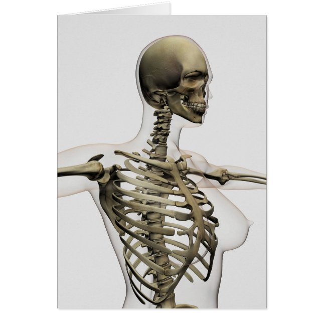 Vue En Trois Dimensions De La Cage De Rib Féminine (Devant)