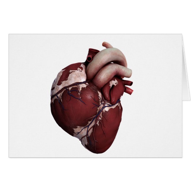 Vue En Trois Dimensions Du Coeur Humain, Avant (Devant horizontal)