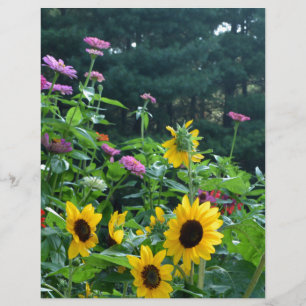 Vue jardin, marguerites, cosmos, tournesols, chrys