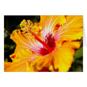 Vue latérale de l'Hibiscus orange