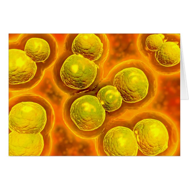 Vue Microscopique De Chlamydia (Devant horizontal)