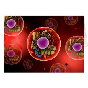 Vue Microscopique De La Cellule Animale 2