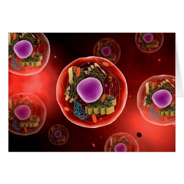 Vue Microscopique De La Cellule Animale 2 (Devant horizontal)