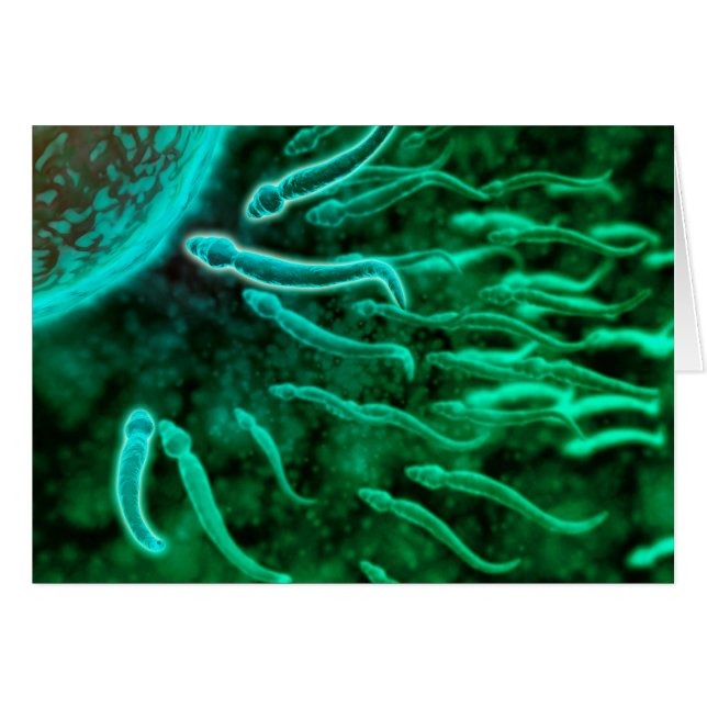 Vue Microscopique De La Nage De Sperme Vers L'Oeuf (Devant horizontal)