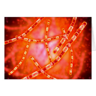 Vue Microscopique De L'Anthrax 1