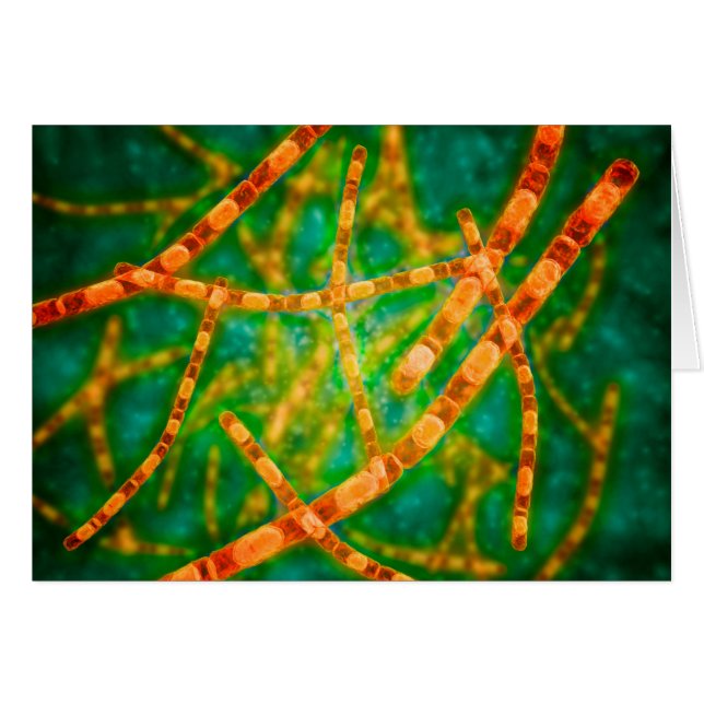 Vue Microscopique De L'Anthrax 2 (Devant horizontal)