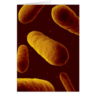 Vue Microscopique Des Bactéries 3