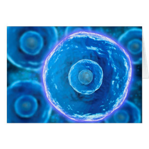 Vue Microscopique Des Cellules B Humaines 1