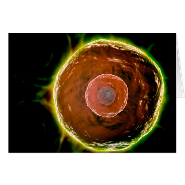 Vue Microscopique Des Cellules B Humaines 2 (Devant horizontal)