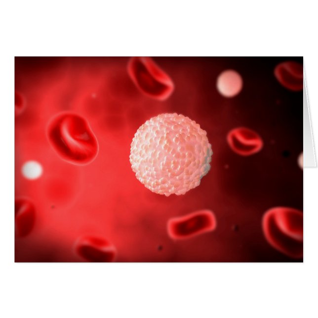 Vue Microscopique Des Cellules De Sang Blanc (Devant horizontal)