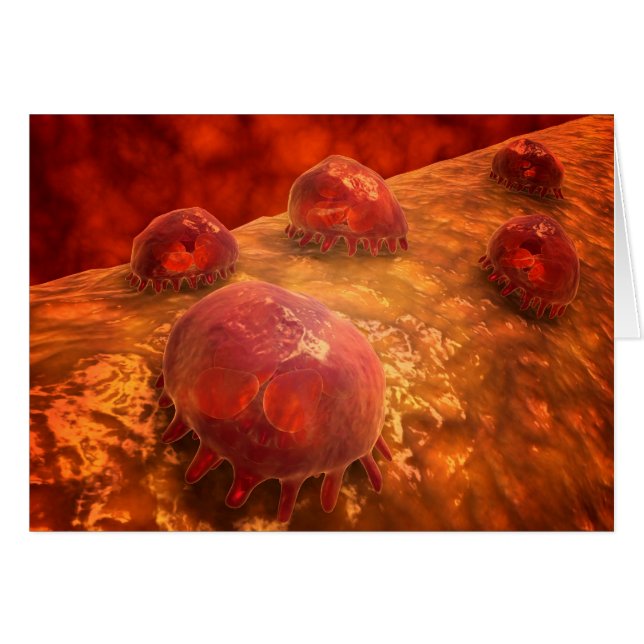 Vue Microscopique Des Macrophages Phagocytiques 1 (Devant horizontal)
