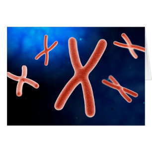 Vue Microscopique Du Chromosome 1