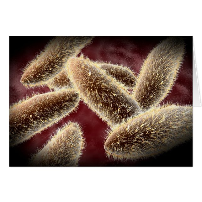 Vue Microscopique Du Paramètre 2 (Devant horizontal)