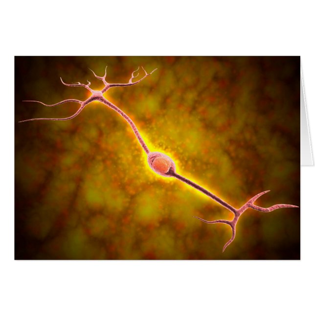 Vue Microscopique D'Un Neuron Bipolaire (Devant horizontal)