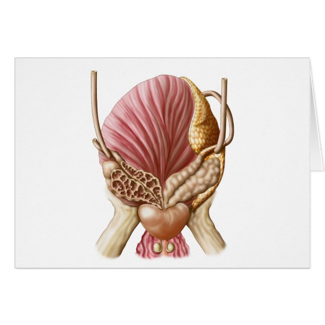 Vue Postérieure De La Vessie Urinaire (Devant horizontal)