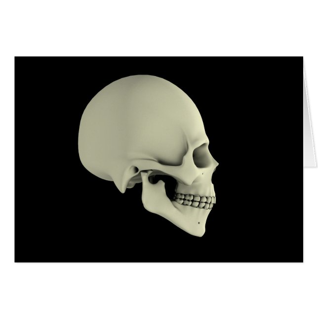 Vue Secondaire Du Crâne Humain (Devant horizontal)