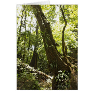 vue sur la forêt tropicale, Dominique