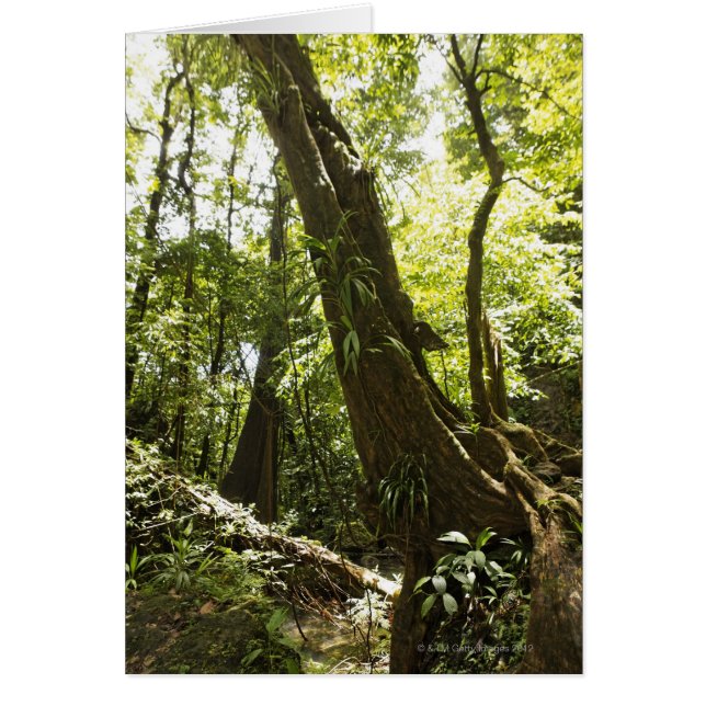 vue sur la forêt tropicale, Dominique (Devant)